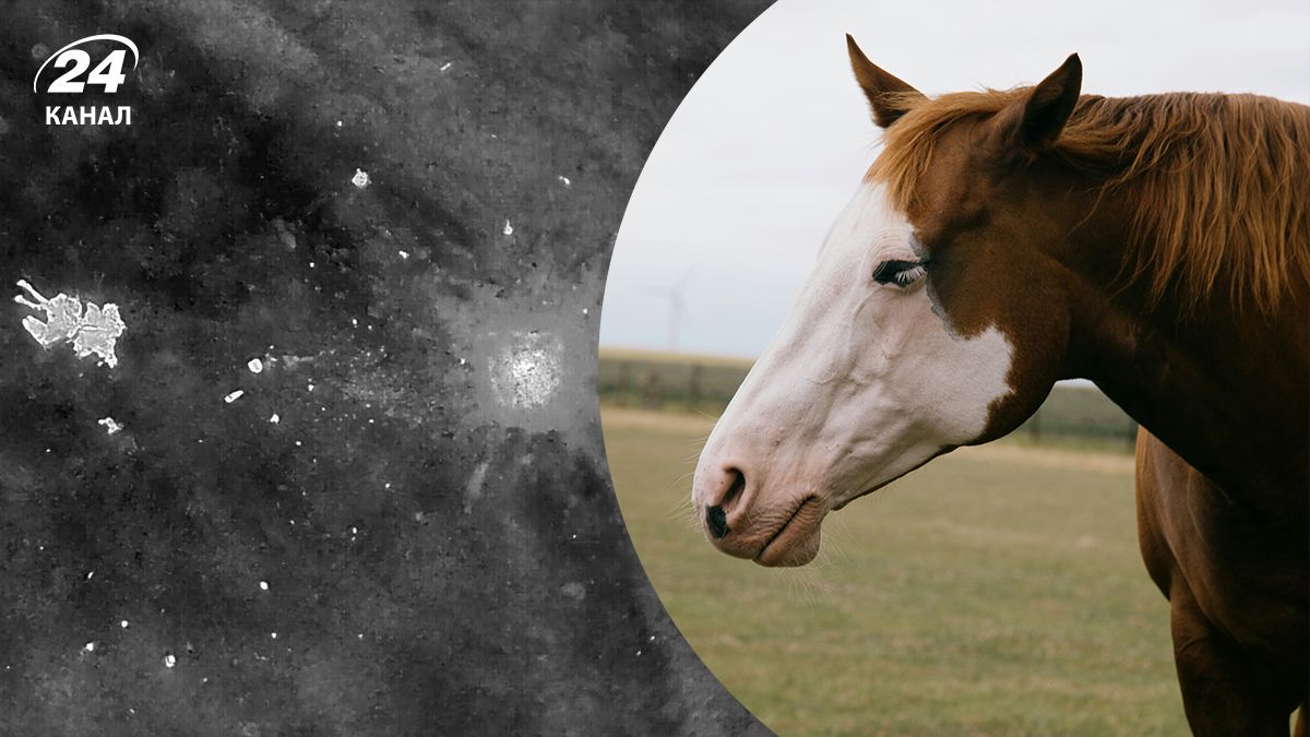 Кінь Пржевальського загинув неподалік кордону Кінь Пржевальського загинув неподалік кордону