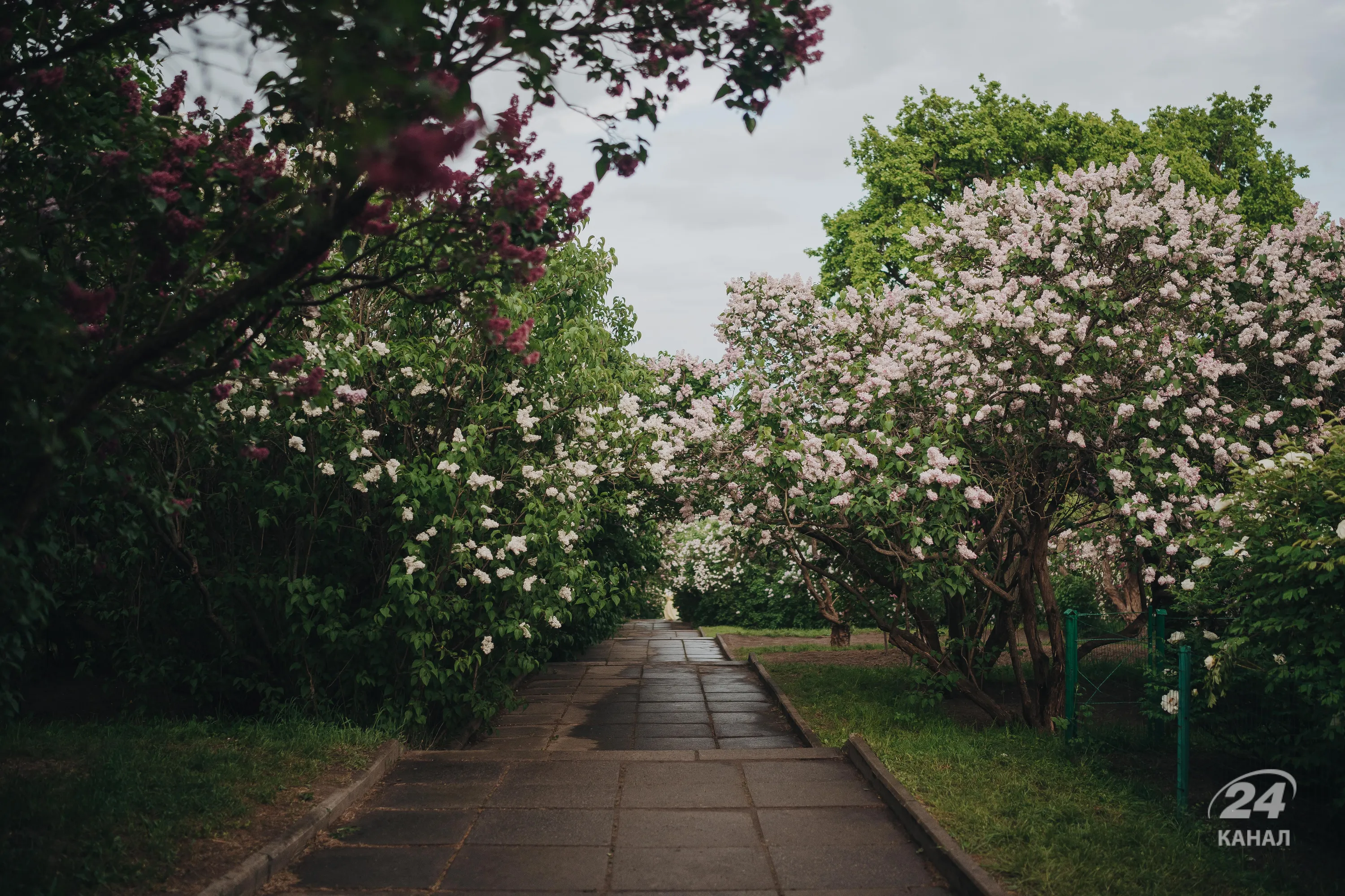 Бузок у ботанічному саду Києва