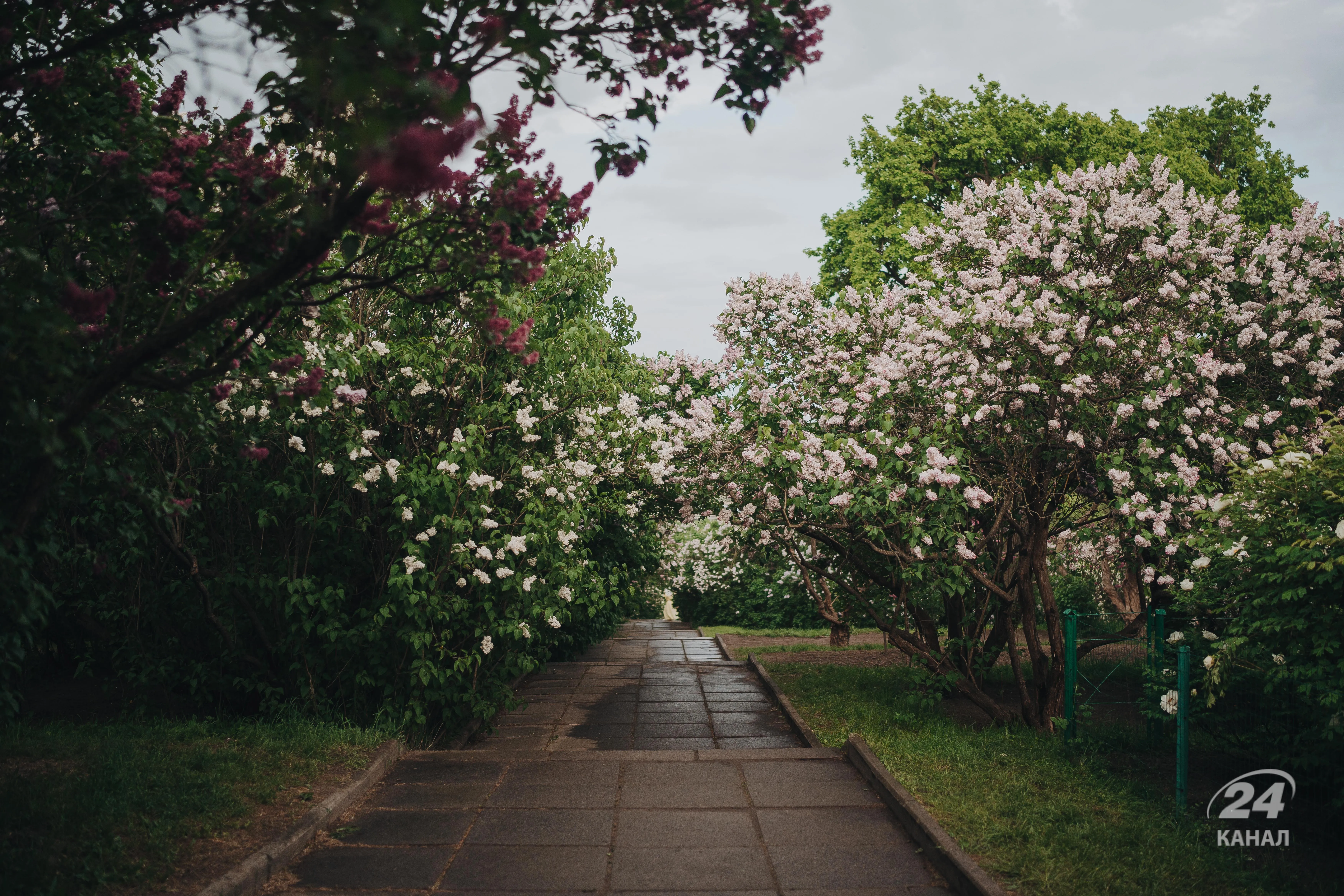 Сирень в ботаническом саду Киева