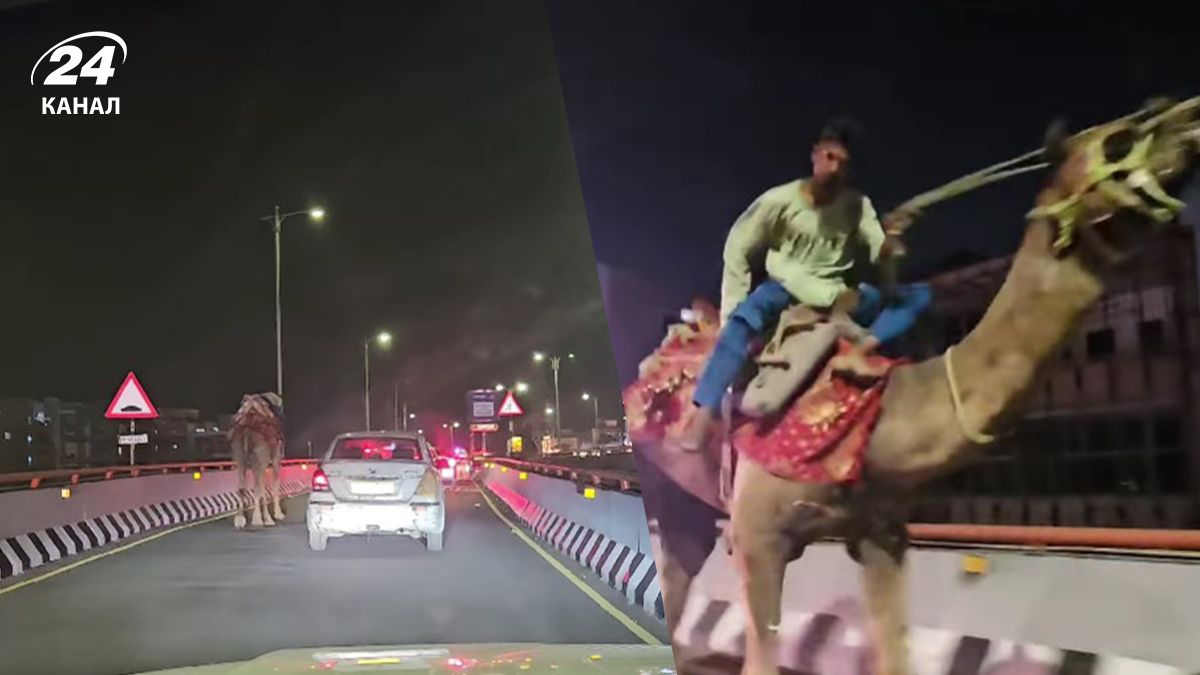 Чоловік напідпитку вирішив прокататися верхи на верблюді - відео Чоловік напідпитку вирішив прокататися верхи на верблюді - відео