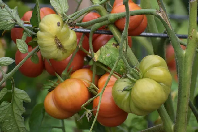 Помідори Помідори