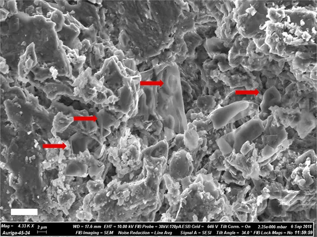 Зображення з електронного мікроскопа, що показує еритроцитоподібні структури, виявлені у скам'янілості динозавра Зображення з електронного мікроскопа, що показує еритроцитоподібні структури, виявлені у скам'янілості динозавра