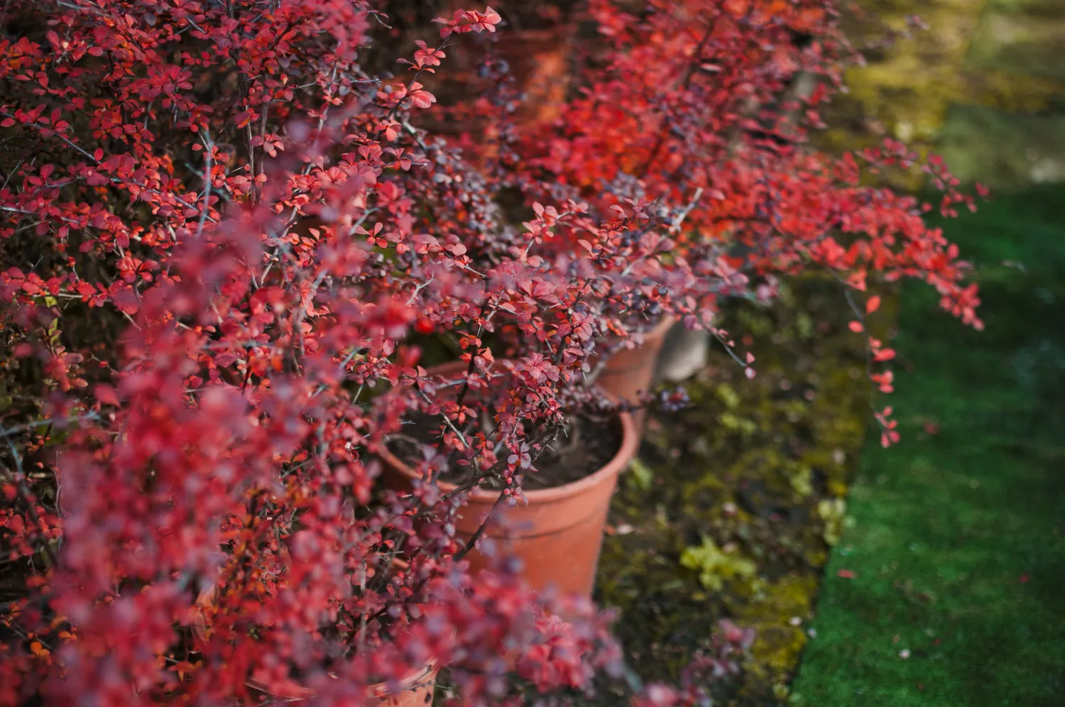 Барбарис Барбарис