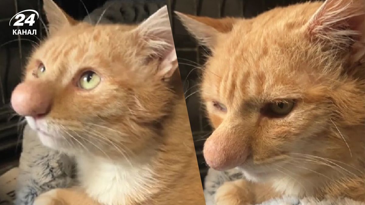 В Северной Ирландии живет кот с огромным носом - почему так произошло В Северной Ирландии живет кот с огромным носом - почему так произошло