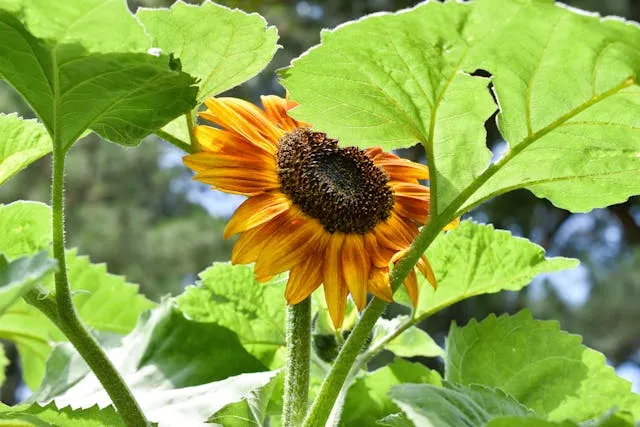 Соняшник Соняшник