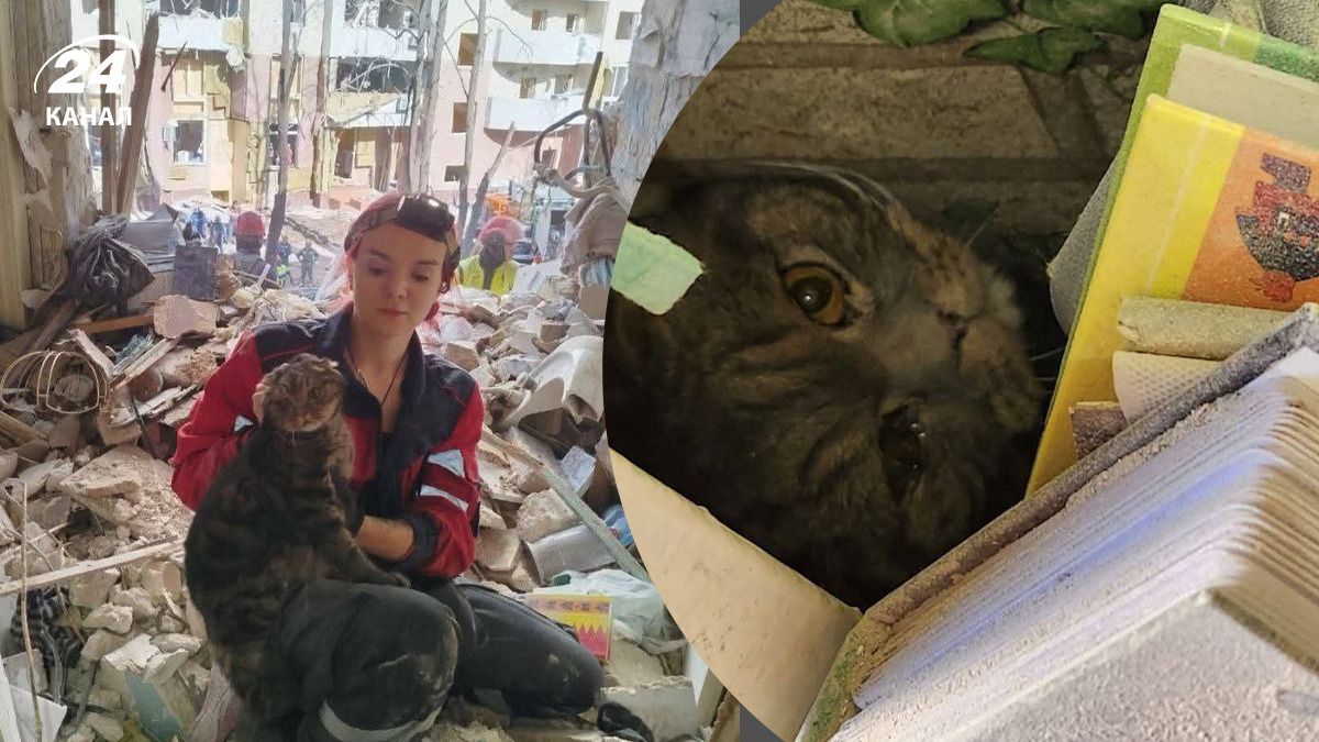 З-під завалів у Києві вдалося врятувати кота