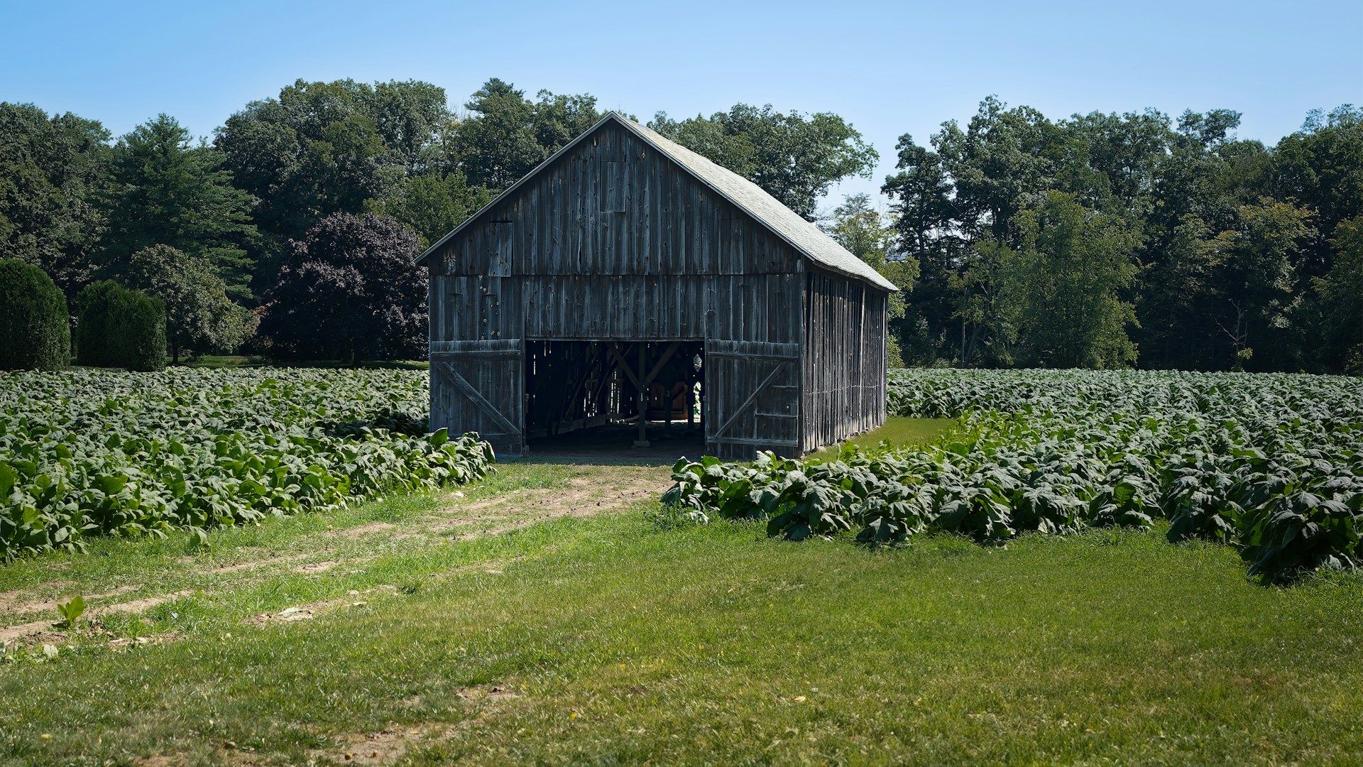 Чи дозволено вирощувати тютюн в Україні Чи дозволено вирощувати тютюн в Україні