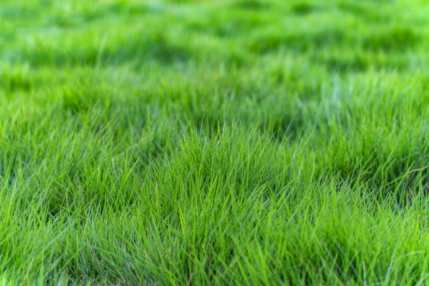 Газон может страдать от вредителей и болезней Газон может страдать от вредителей и болезней