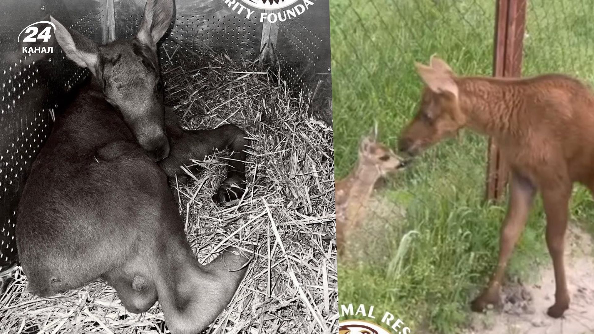 У Київській області під час обстрілу загинуло лосеня - 24 Канал У Київській області під час обстрілу загинуло лосеня - 24 Канал