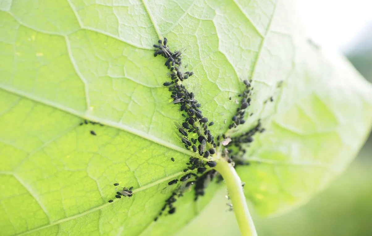Народні засоби виводять полуницю Народні засоби виводять полуницю