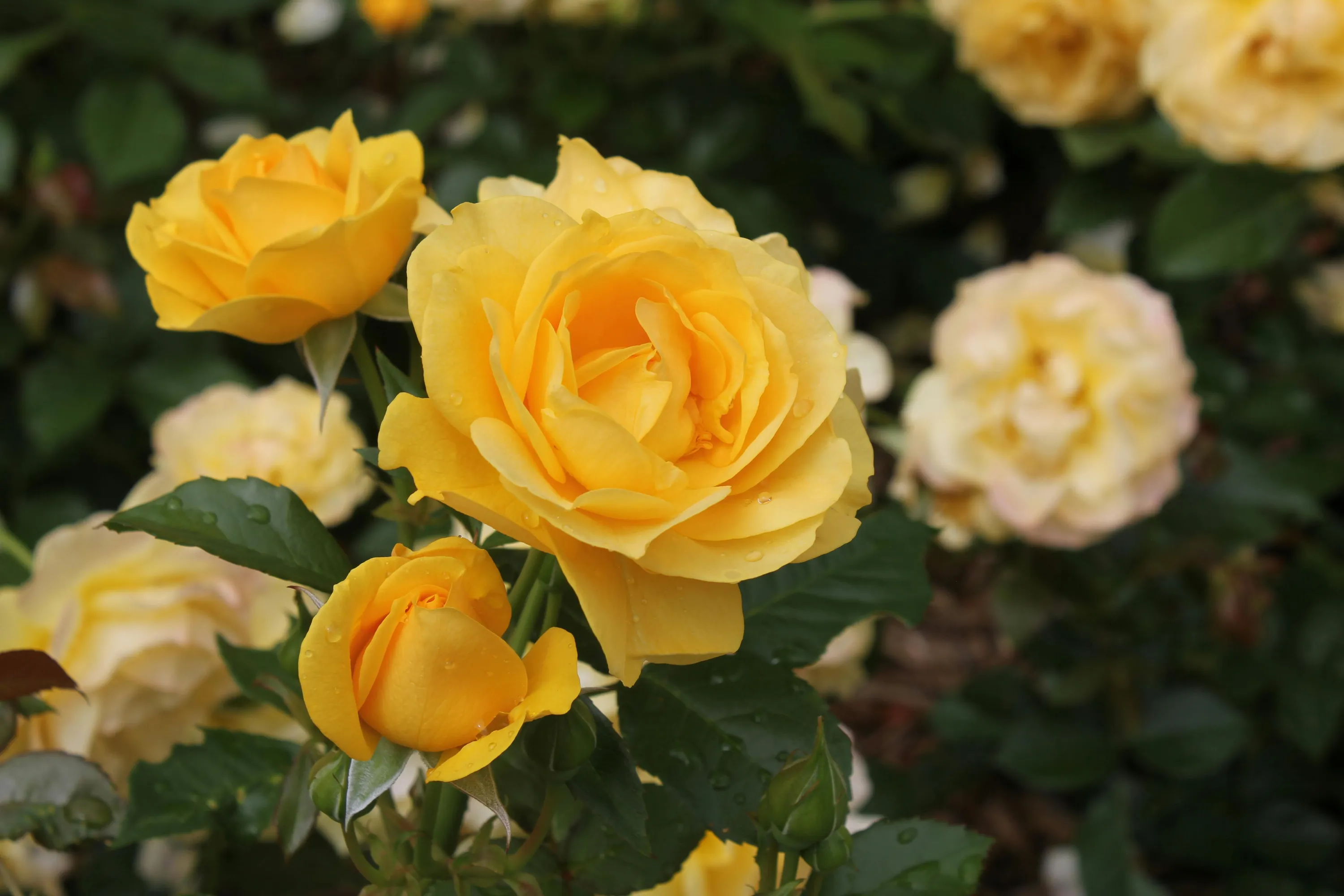 Троянди необхідно підживити у червні 