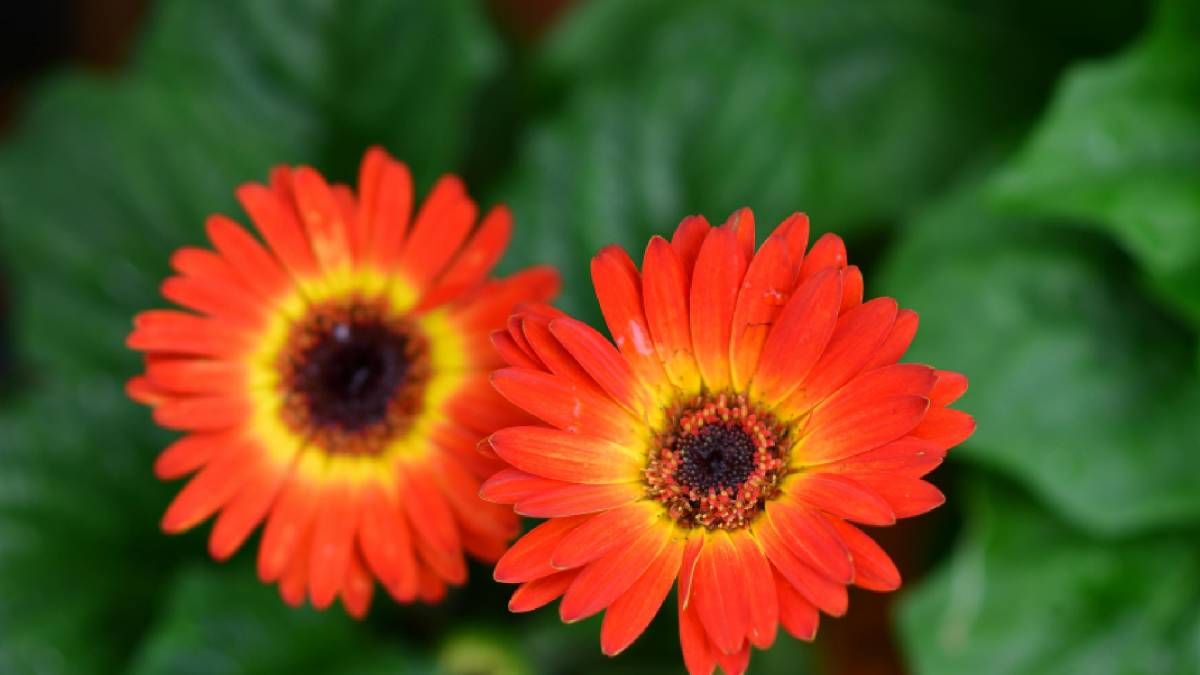 Комнатные растения для дома