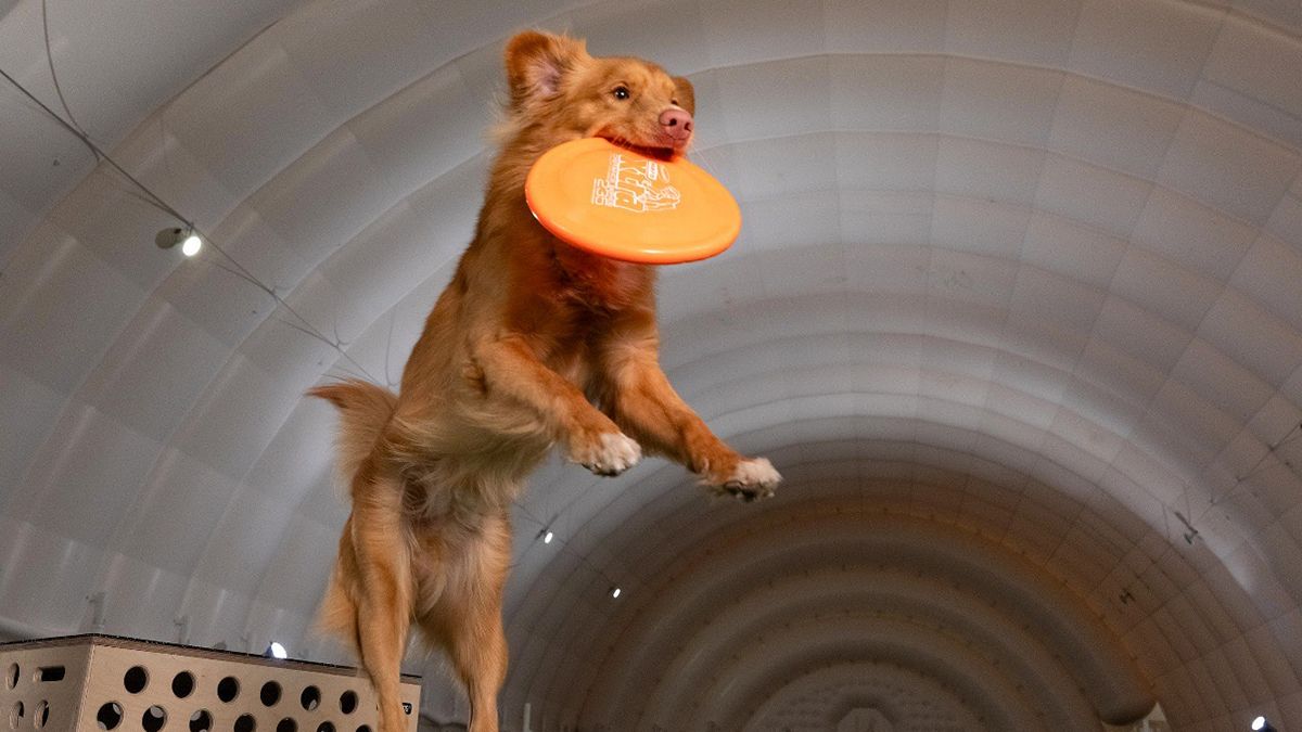 В Киеве доступны бесплатные тренировки по дог-фризби