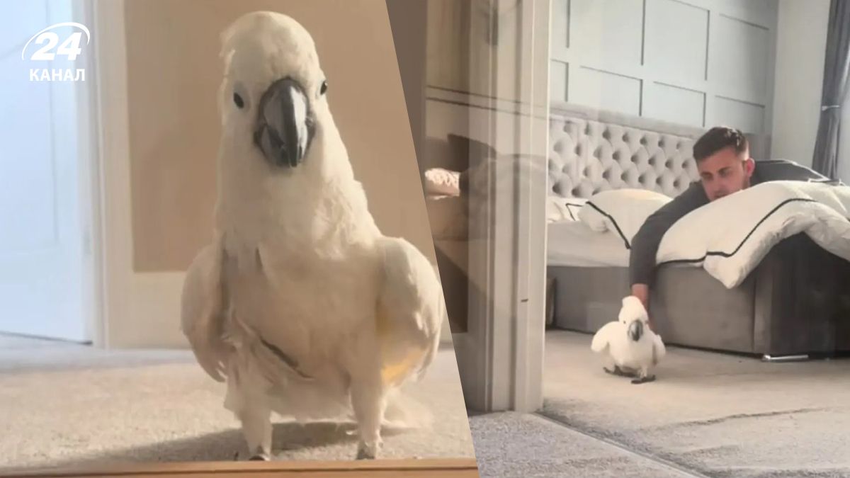 Британка завела попугая, который ревнует ее к мужу и не подпускает к нему Британка завела попугая, который ревнует ее к мужу и не подпускает к нему