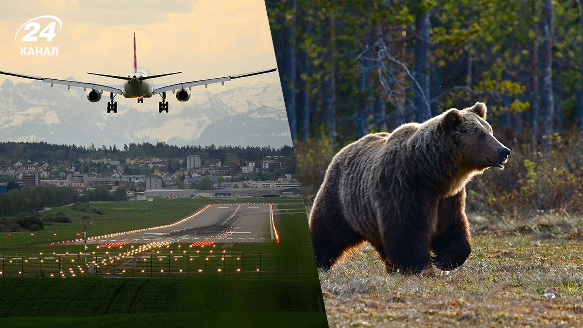 У Японії ведмідь пробрався на летовище - які це мало наслідки У Японії ведмідь пробрався на летовище - які це мало наслідки