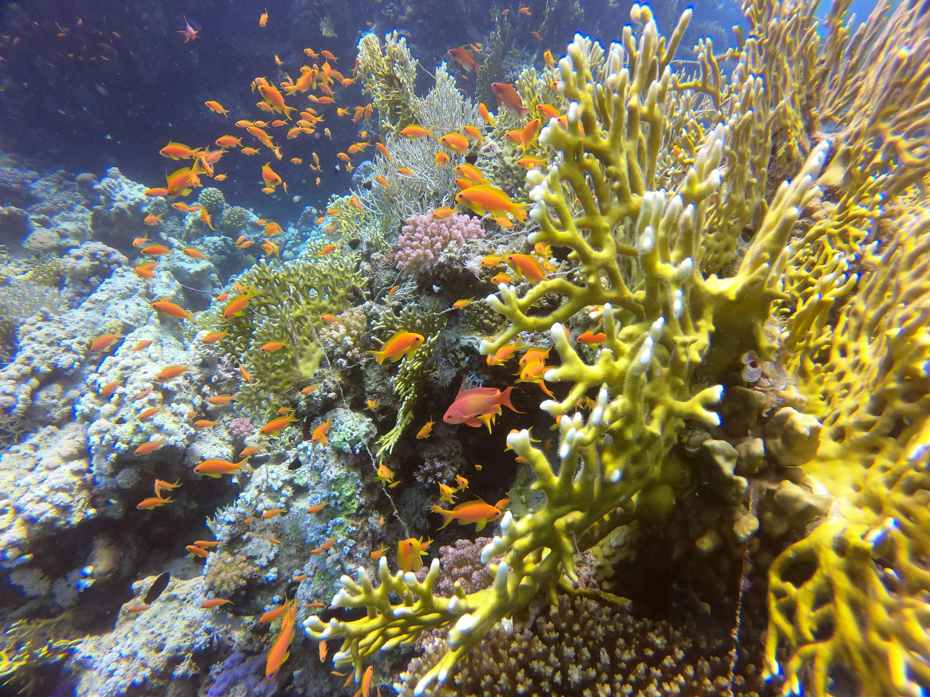 Червоне море Червоне море