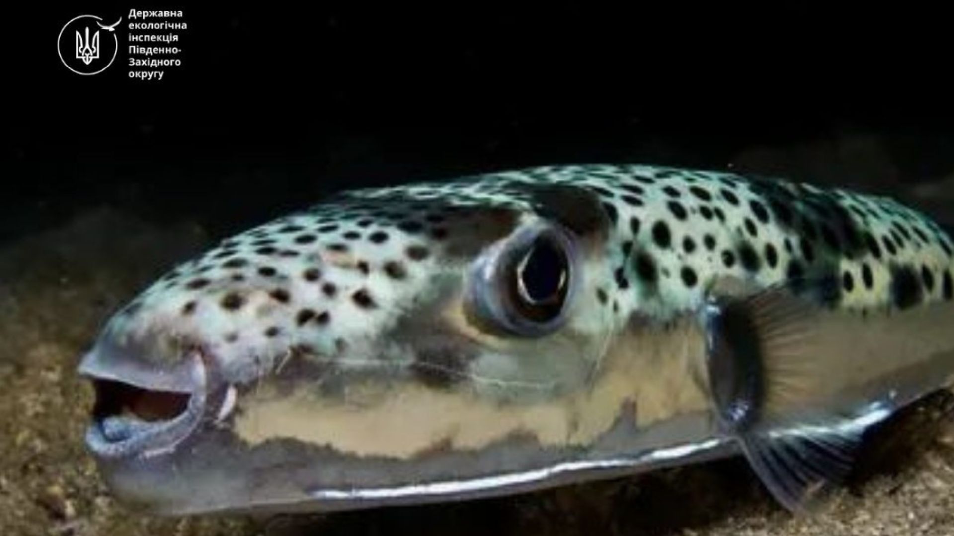 Тетраодон сріблястий