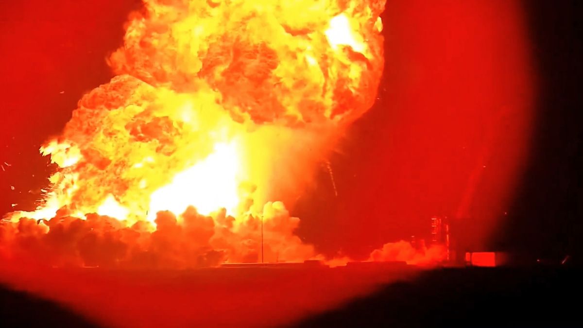 Взрыв ракеты Starship убил дельфинов и тысячу рыб в Мексике