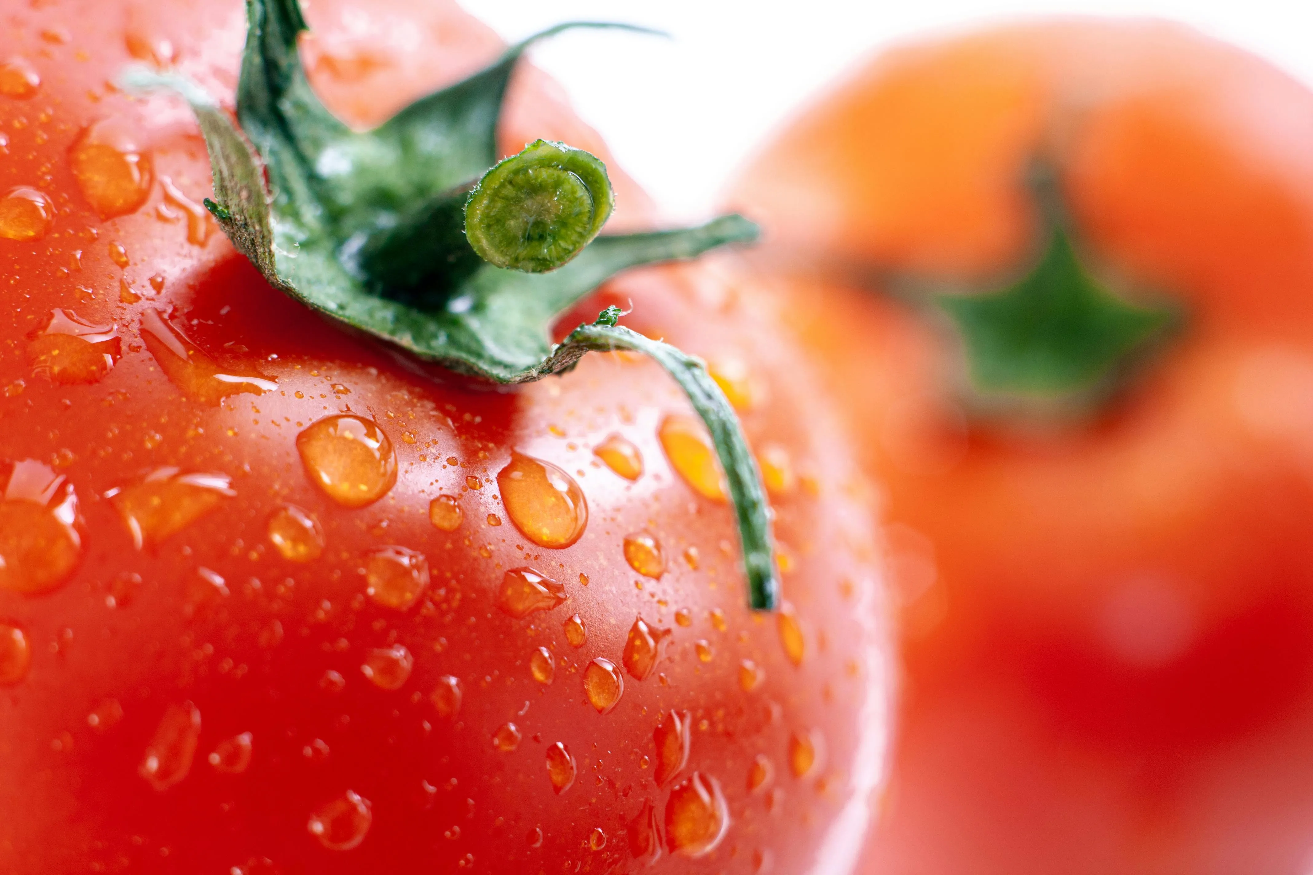 Попелиця до помідорів навіть не наблизиться Попелиця до помідорів навіть не наблизиться