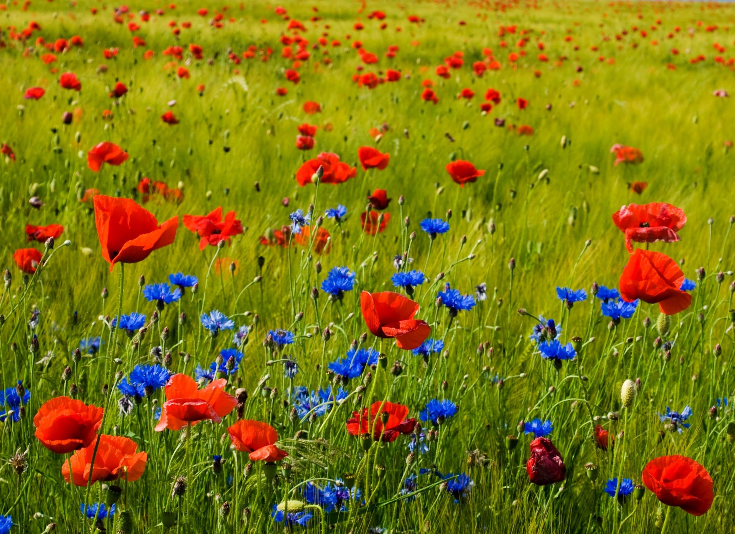 Прогноз погоди на 1 липня 2025 в Україні Прогноз погоди на 1 липня 2025 в Україні