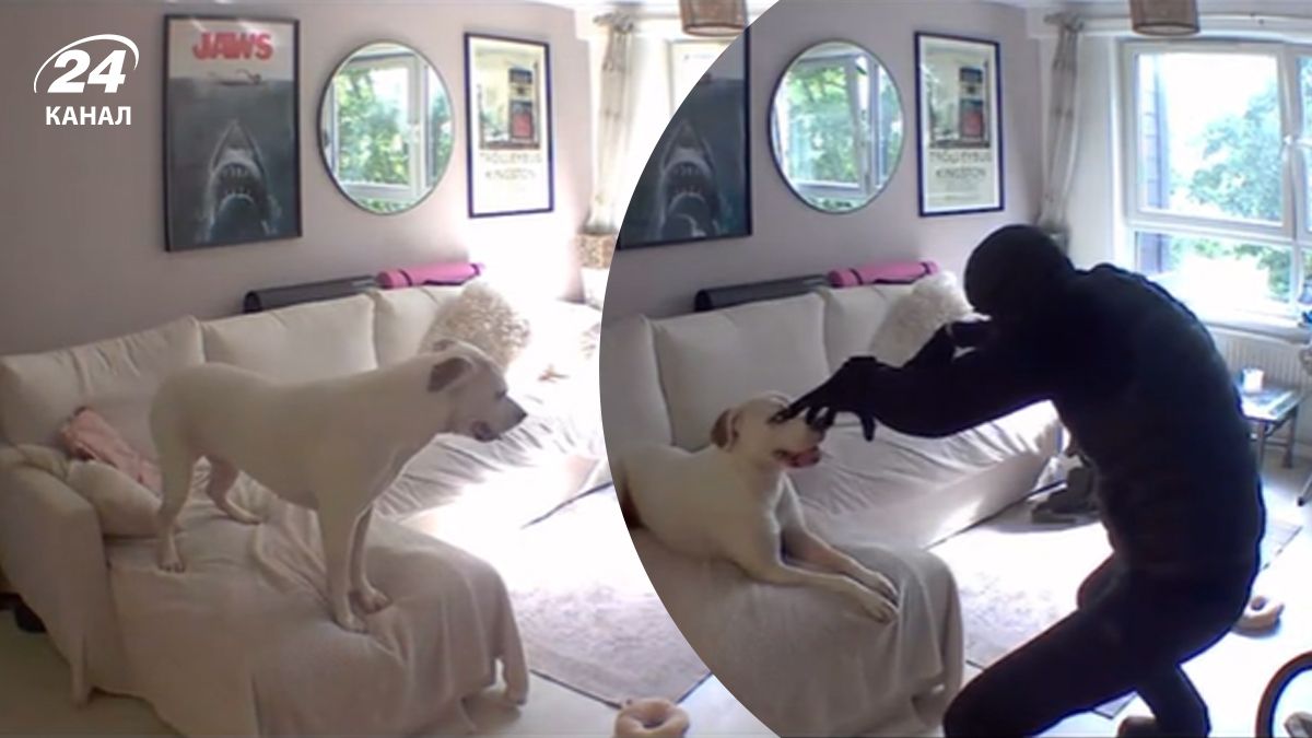 Пес подружився з грабіжником