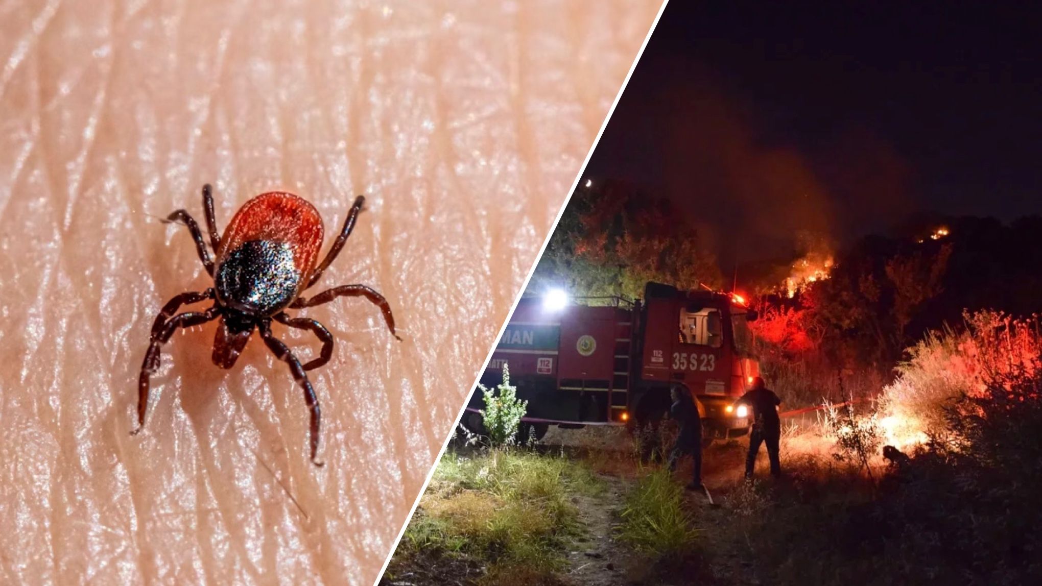 У Туреччині чоловік спалив ліс через кліща