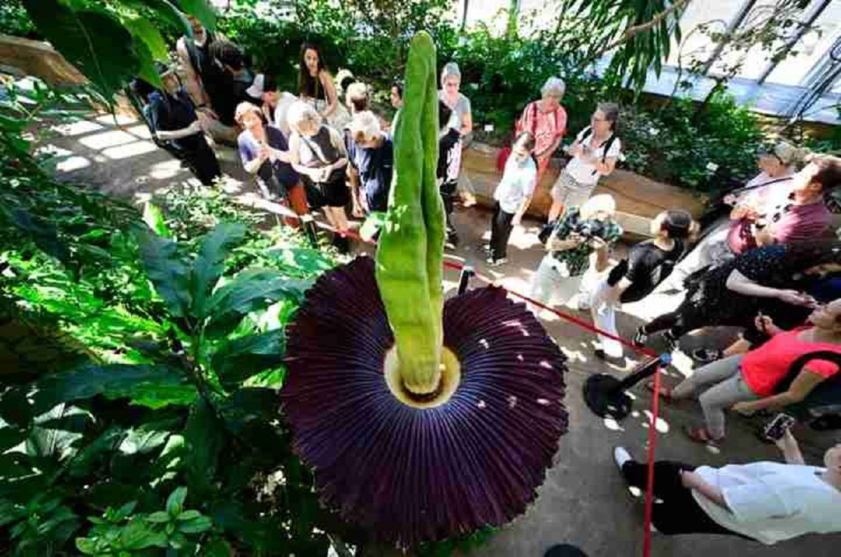 Аморфофалюс в Берлине