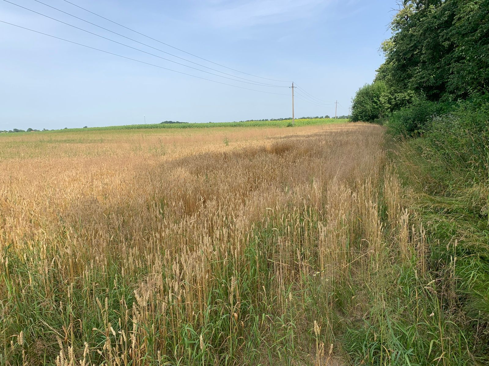 Как подается заявление на землю