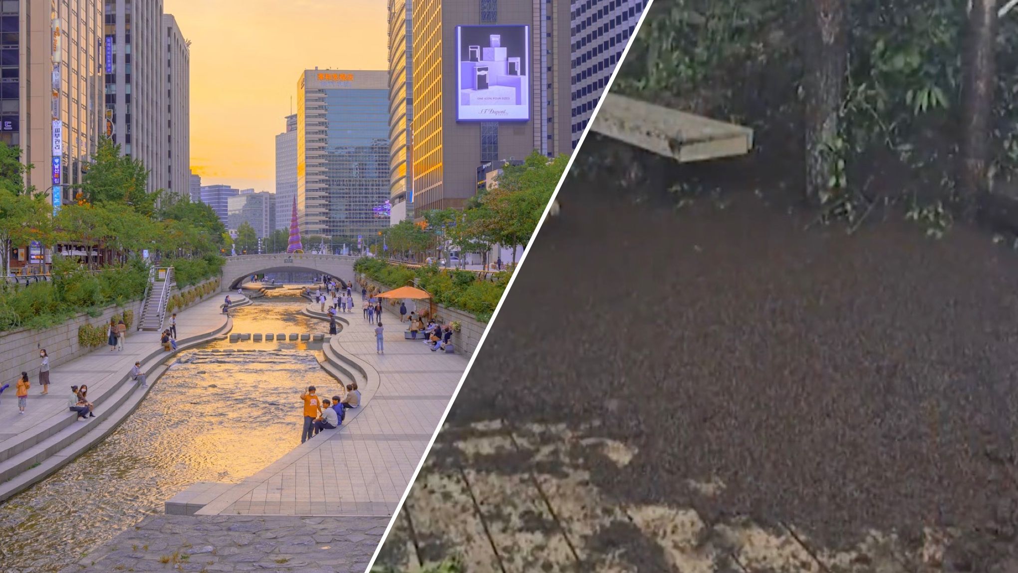 Сеул заполонили "жучки любви" Сеул заполонили "жучки любви"