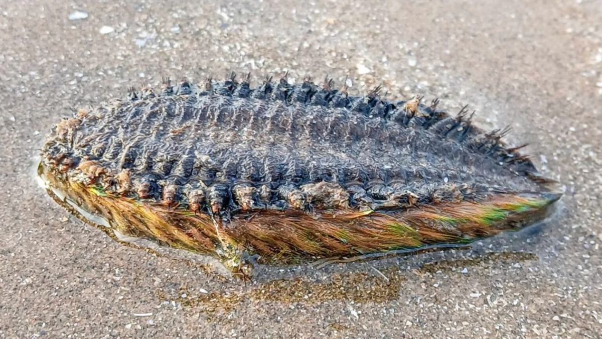 Чоловік знайшов дивну істоту на пляжі - що це було Чоловік знайшов дивну істоту на пляжі - що це було