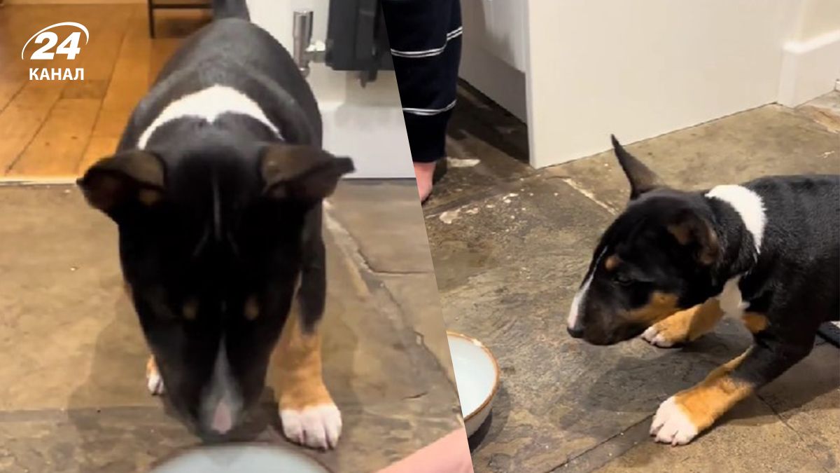 Британські господарі дали своєму цуценяті спробувати газованої води Британські господарі дали своєму цуценяті спробувати газованої води