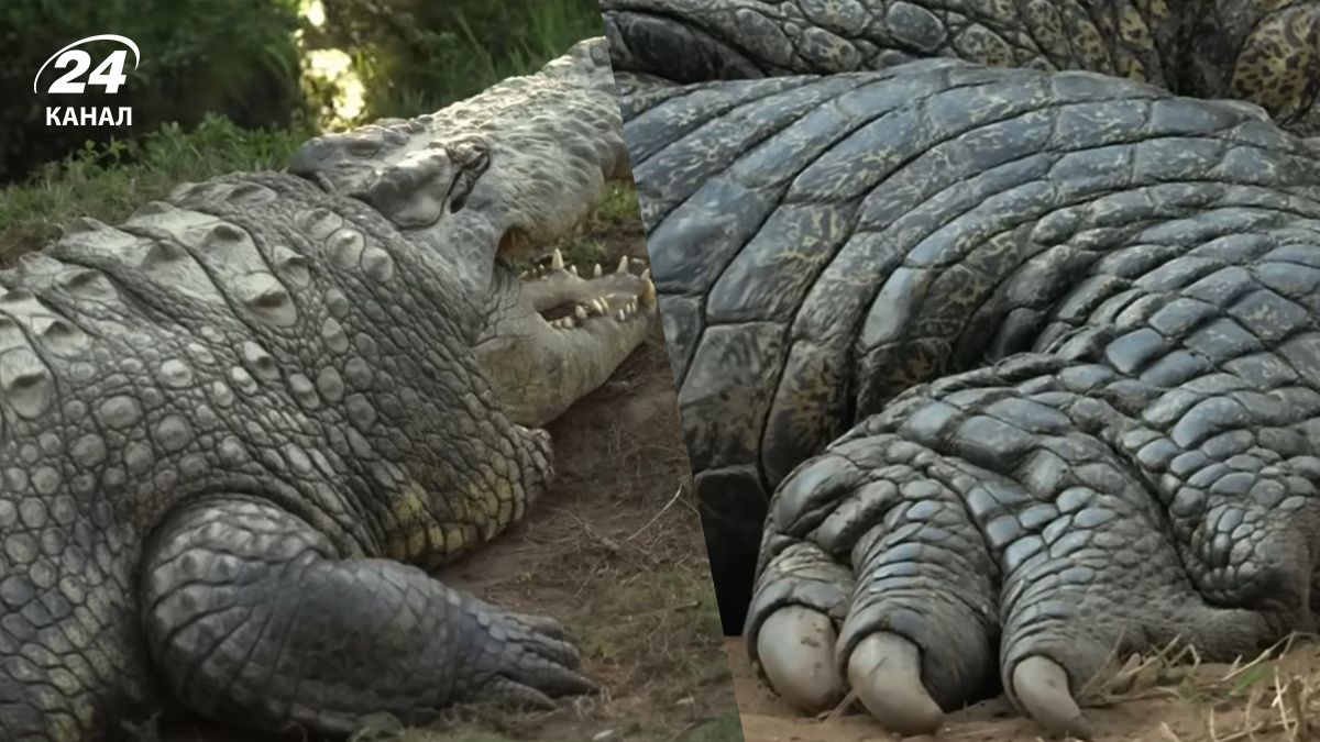 Как выглядит 124-летний крокодил, которого считают самым старым в мире Как выглядит 124-летний крокодил, которого считают самым старым в мире