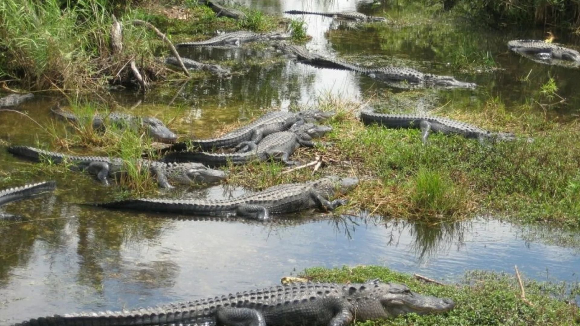 Іміграційний центр у Флориді оточує рів з крокодилами Іміграційний центр у Флориді оточує рів з крокодилами
