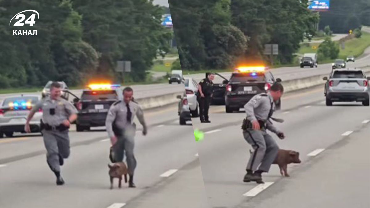 Полиция Южной Каролины преследовала поросенка - чем все закончилось Полиция Южной Каролины преследовала поросенка - чем все закончилось