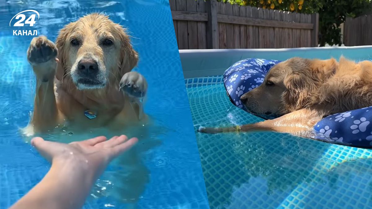 Кадры отдыха золотистого ретривера заставили позавидовать пользователей