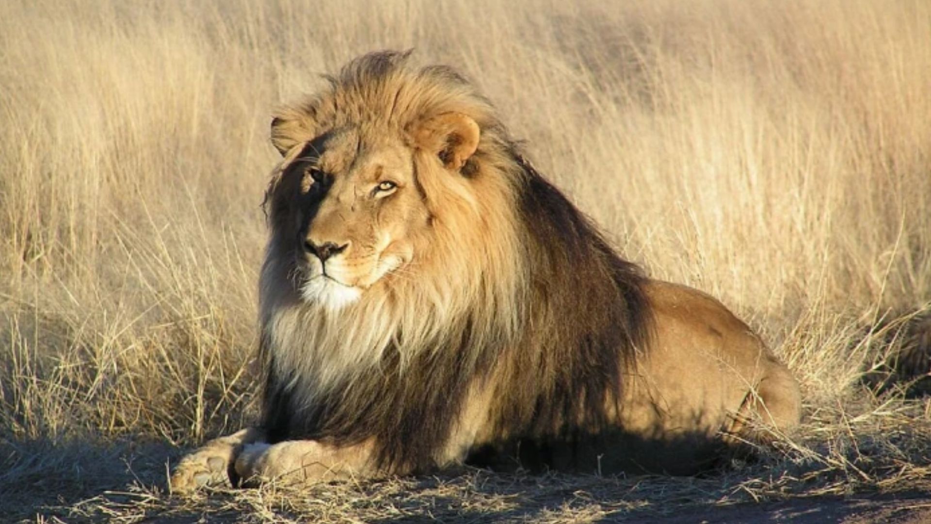 Лев утік із зоопарку в Туреччині Лев утік із зоопарку в Туреччині