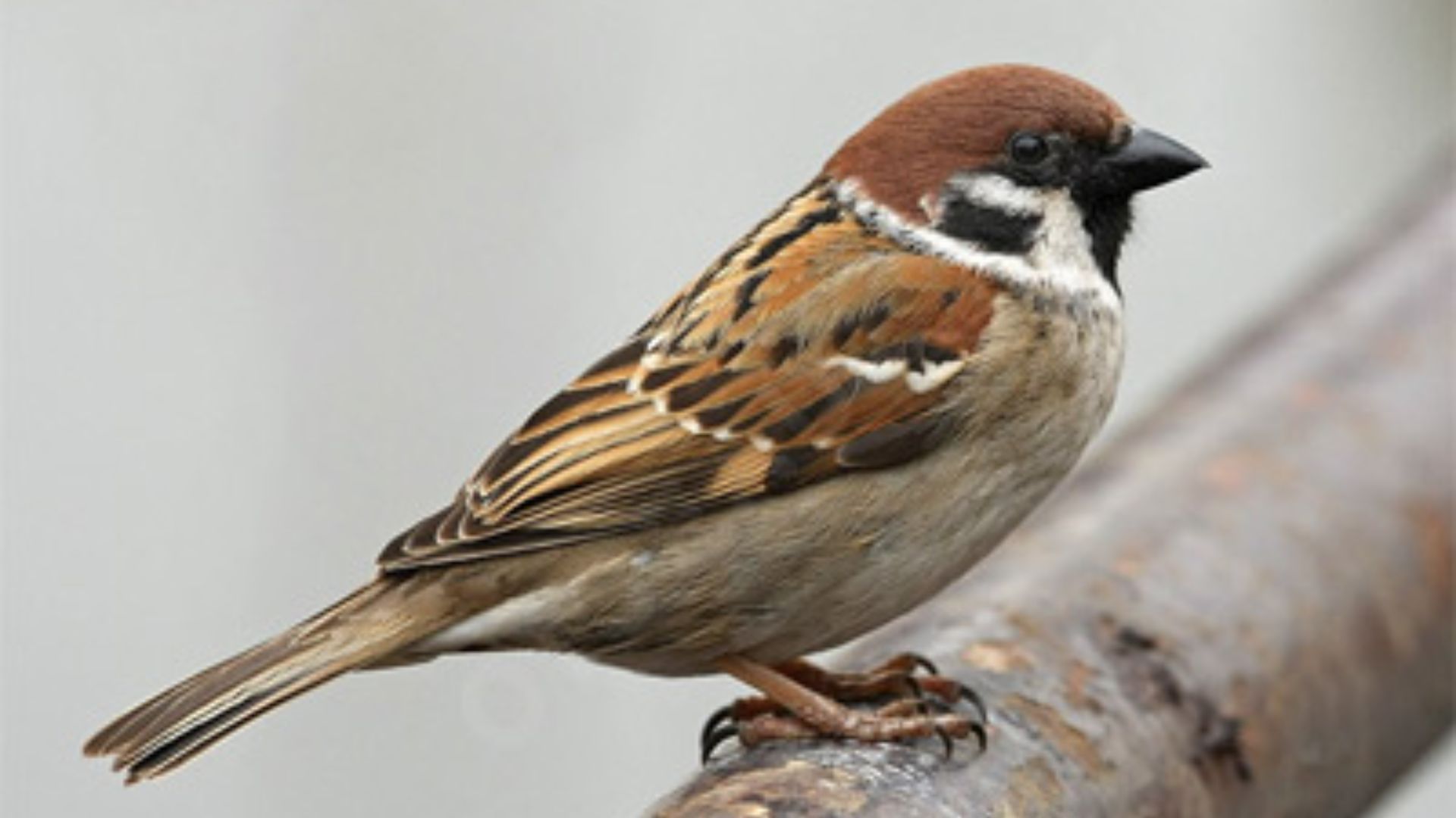 Популяція горобців в Україні помітно скоротилася Популяція горобців в Україні помітно скоротилася