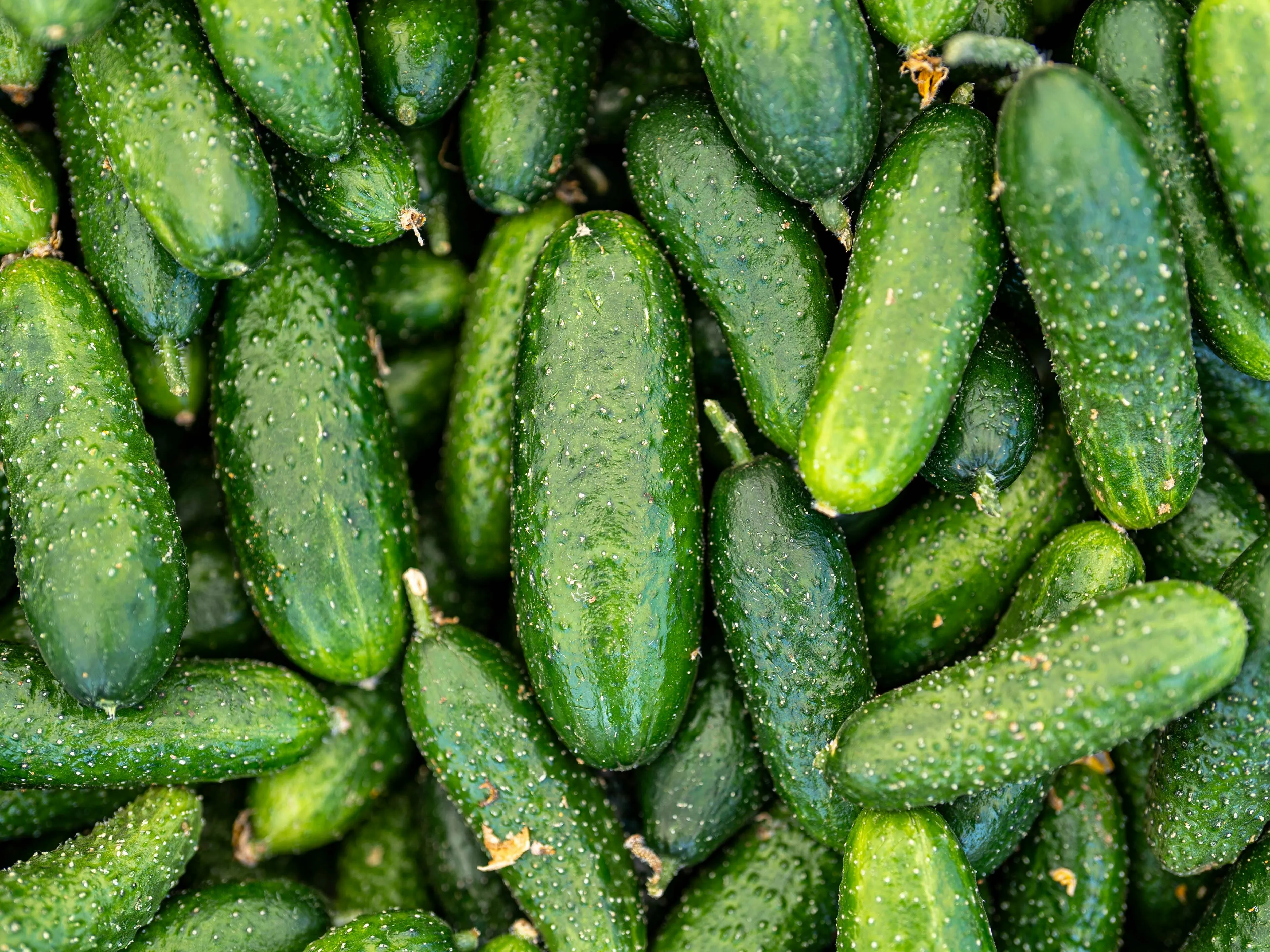 Поради, які вбережуть огірки від спеки Поради, які вбережуть огірки від спеки