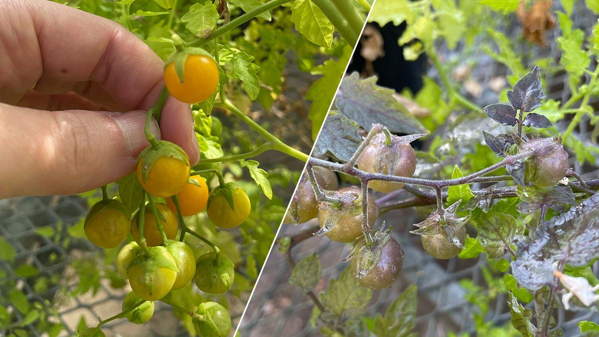 Томати на Галапагосах повертаються до давніх форм еволюції Томати на Галапагосах повертаються до давніх форм еволюції