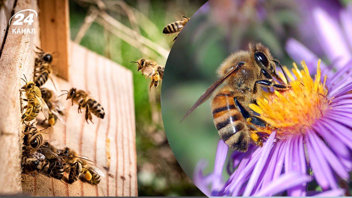 Рій бджіл напав на людей Рій бджіл напав на людей