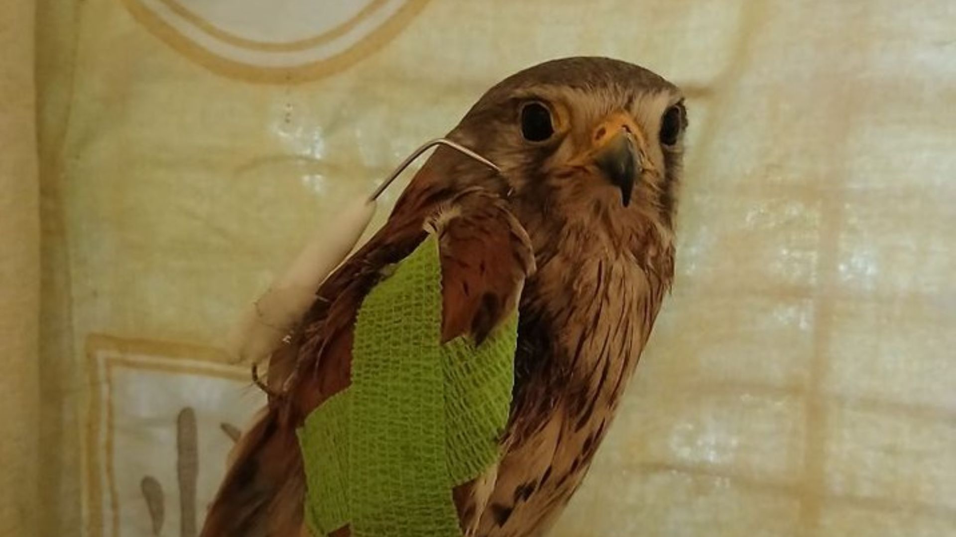 Боривитер Шрайко