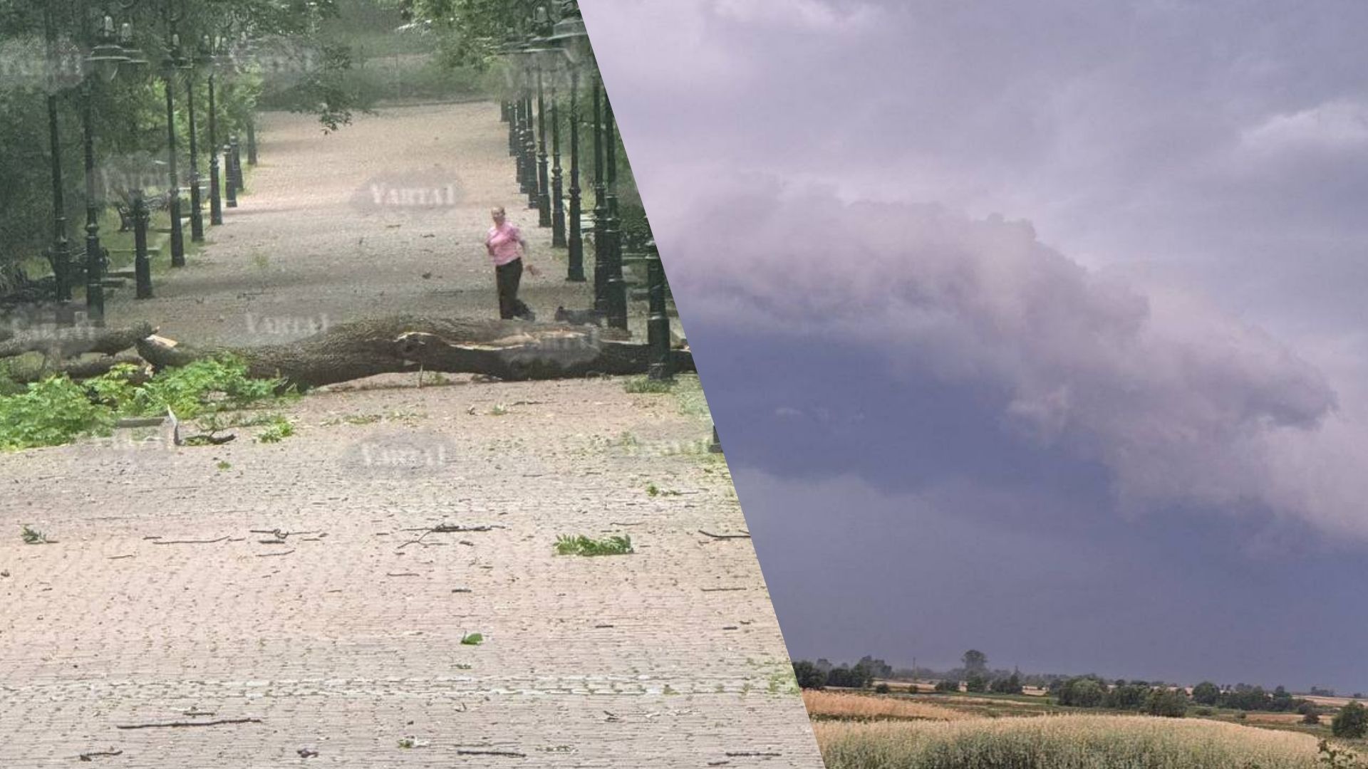 Непогода во Львове повалила деревья Непогода во Львове повалила деревья