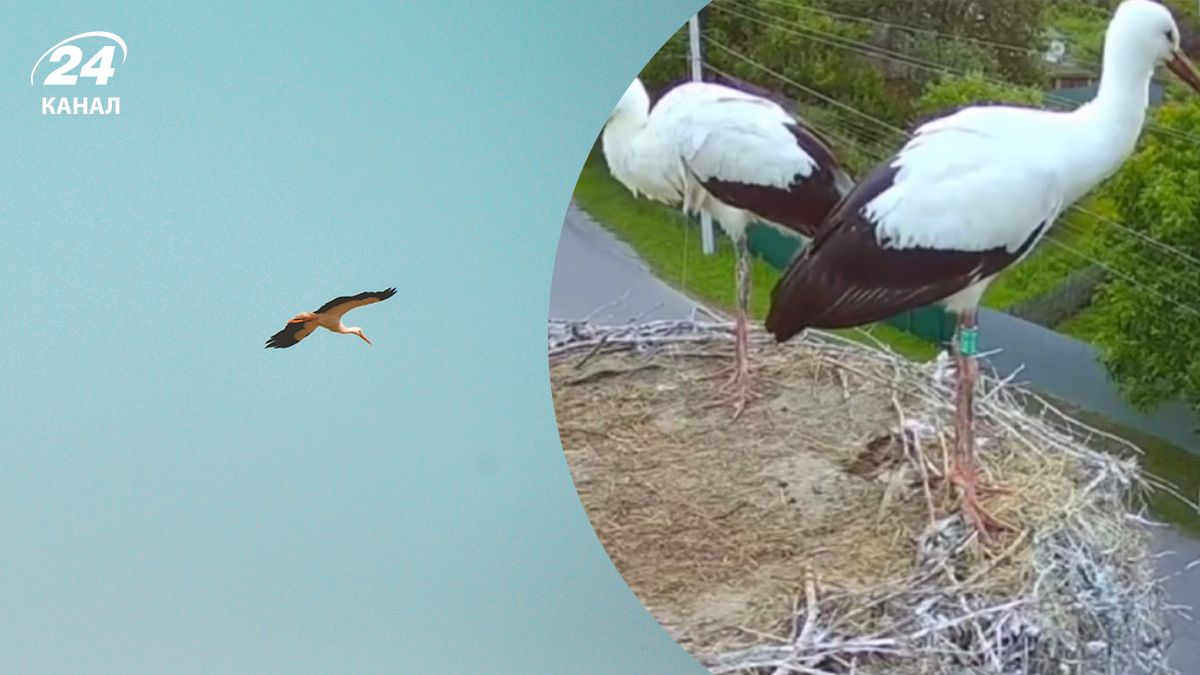 Перший політ лелеченяти на Полтавщині потрапив на відео