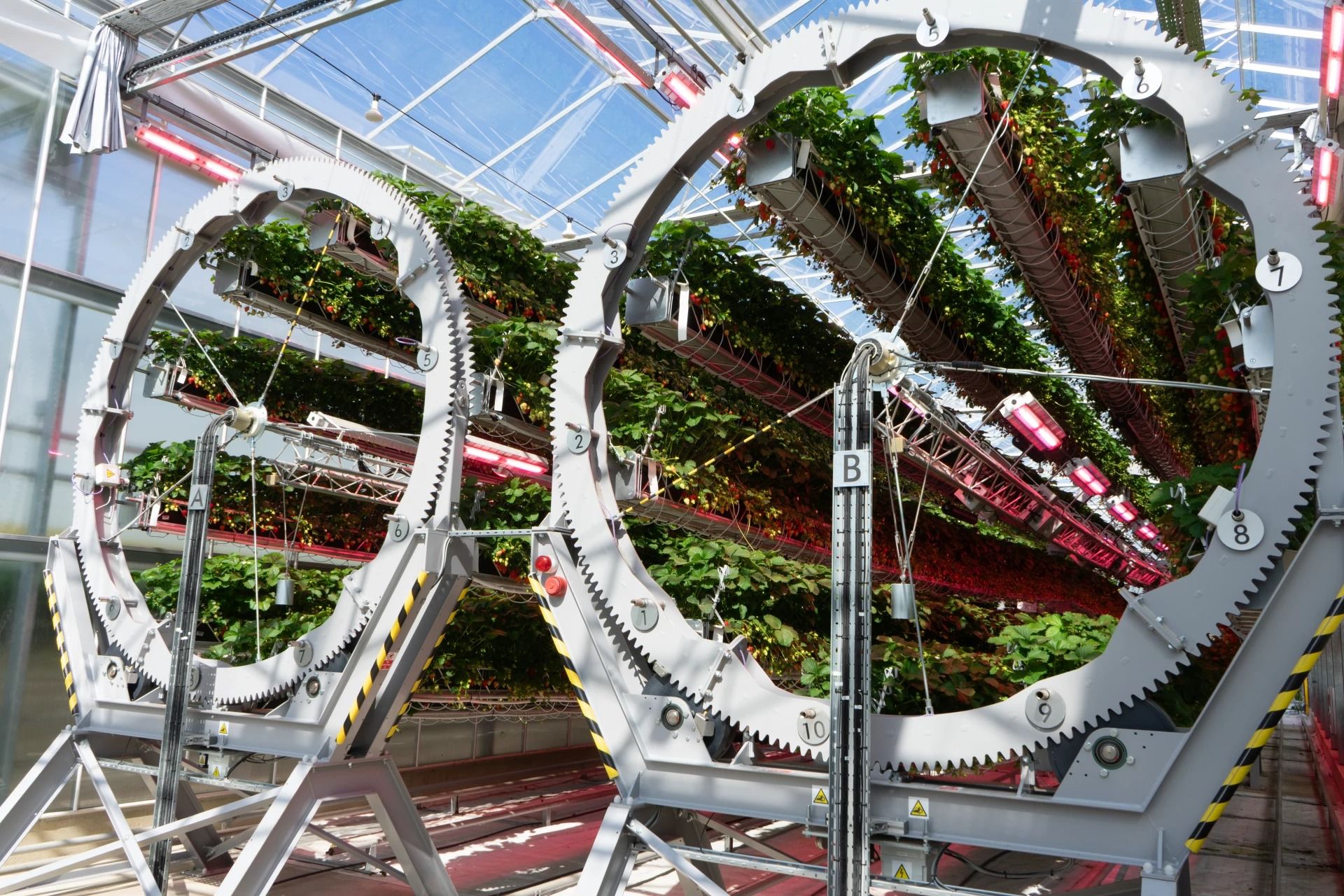 Теплица Dyson для выращивания клубники Теплица Dyson для выращивания клубники