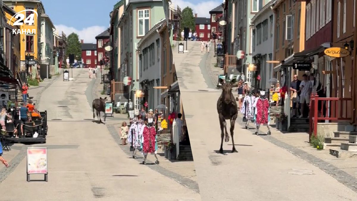 В Норвегии лось промчался по оживленной улице - видео