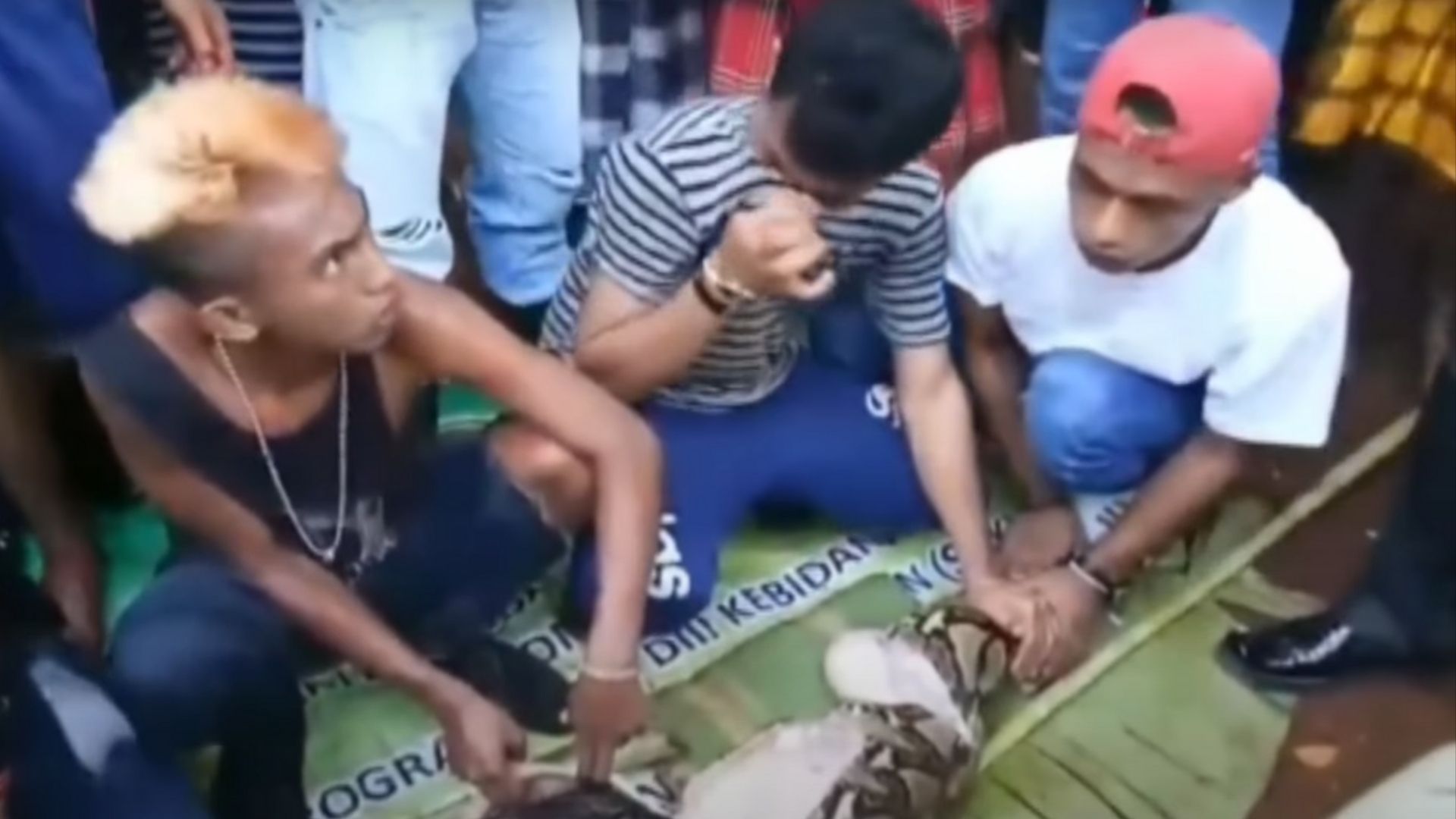 Пітон проковтнув людину в Індонезії - 24 Канал Пітон проковтнув людину в Індонезії - 24 Канал