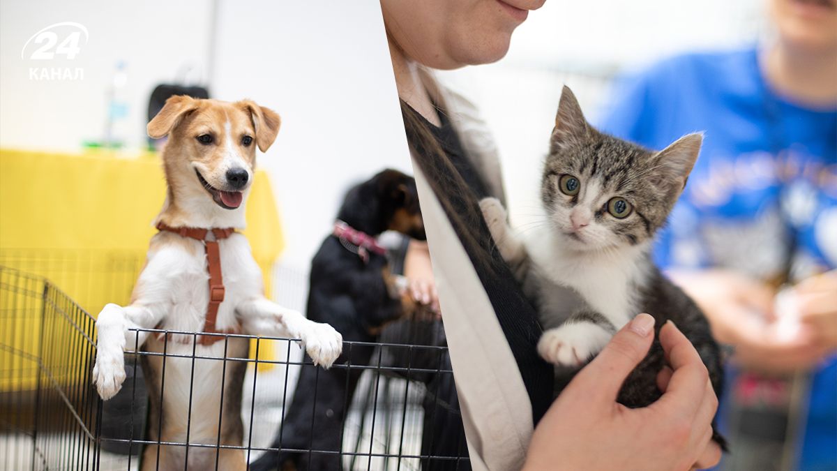 В Киеве состоялся AdoptMe Days - сколько пушистиков получили семьи за 2 дня В Киеве состоялся AdoptMe Days - сколько пушистиков получили семьи за 2 дня