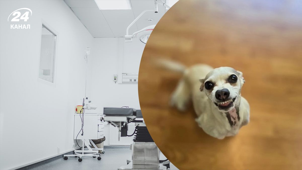 Ветеринары сделали смешное фото чихуахуа на паспорт