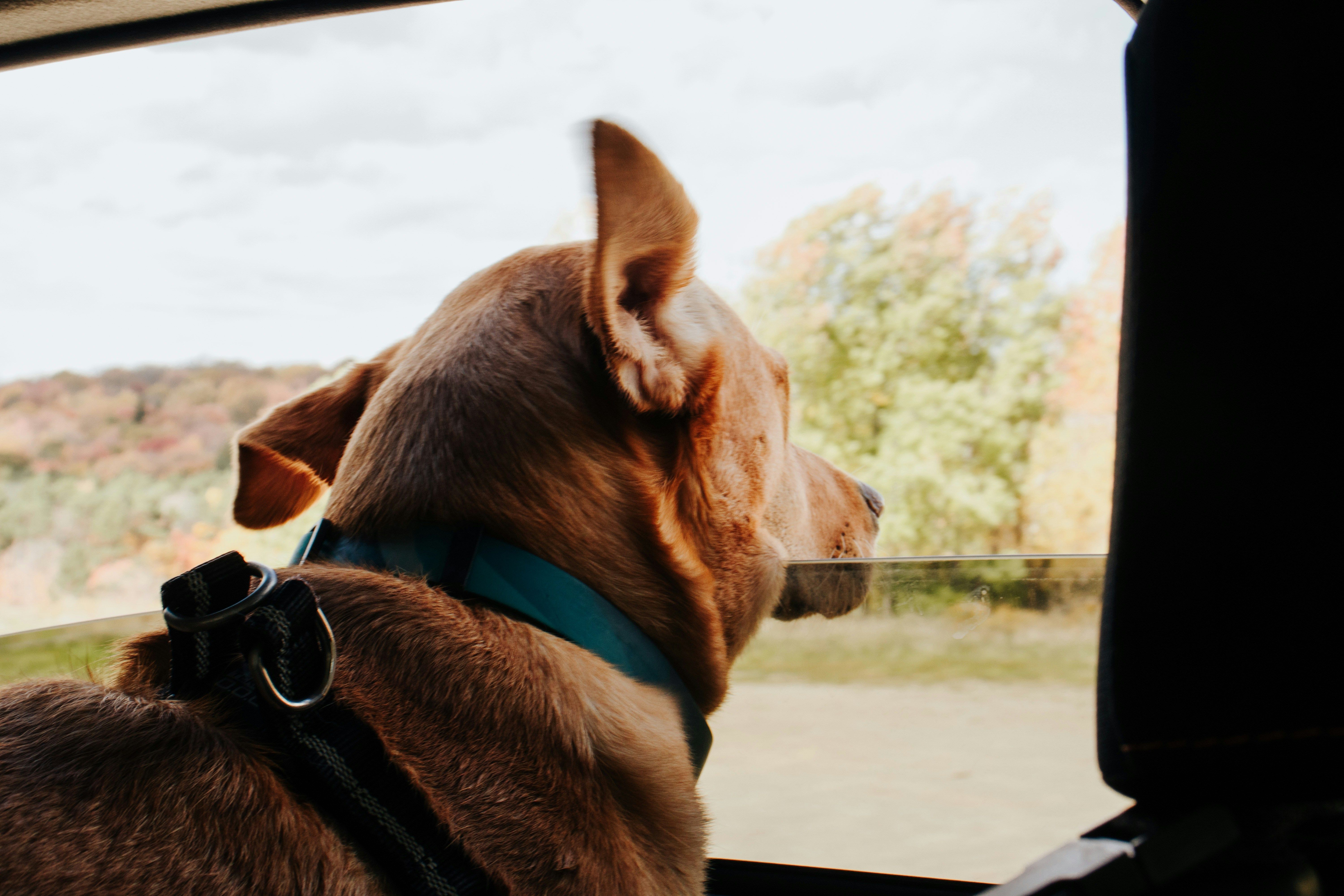 Срок подготовки животных к выезду достигнет 4 месяцев