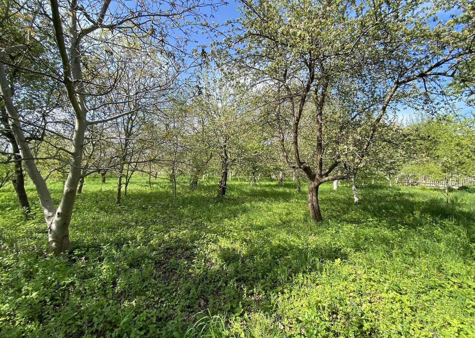 Чи можна посадити сад на полі Чи можна посадити сад на полі